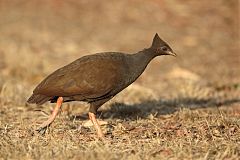 Orange-footed Scrubfowl